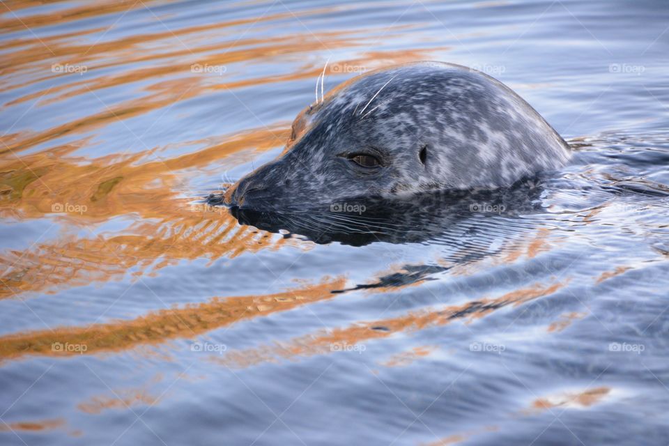 Seal peaking above the water line