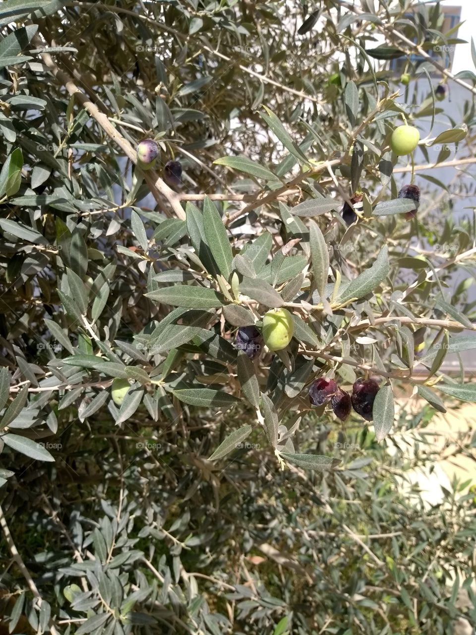 olive tree