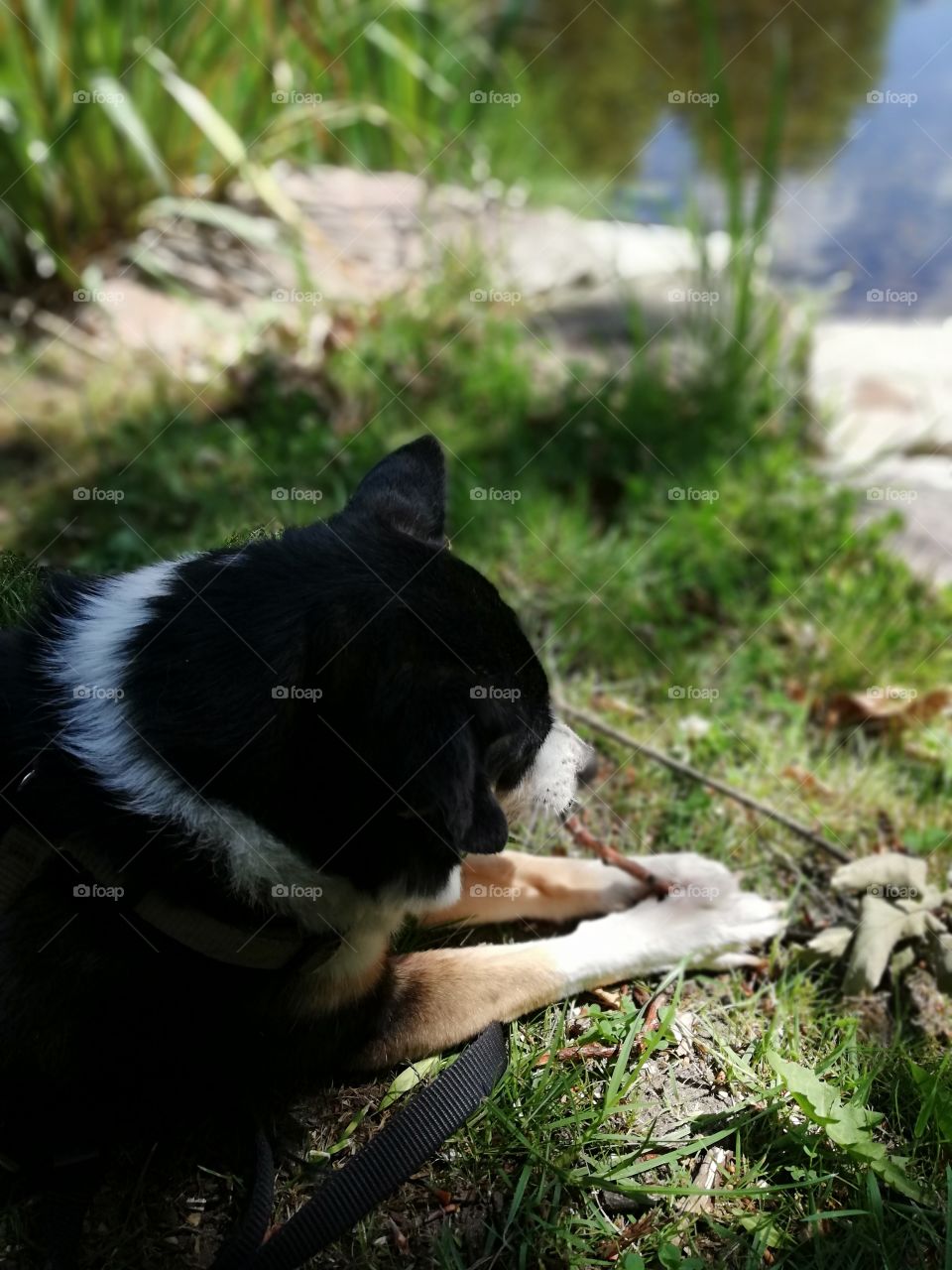 Small dog chewing on a stick