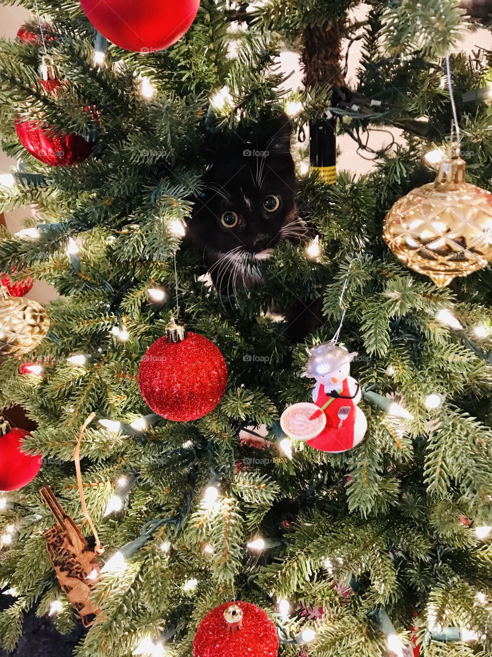 Cute kitten “ornament”