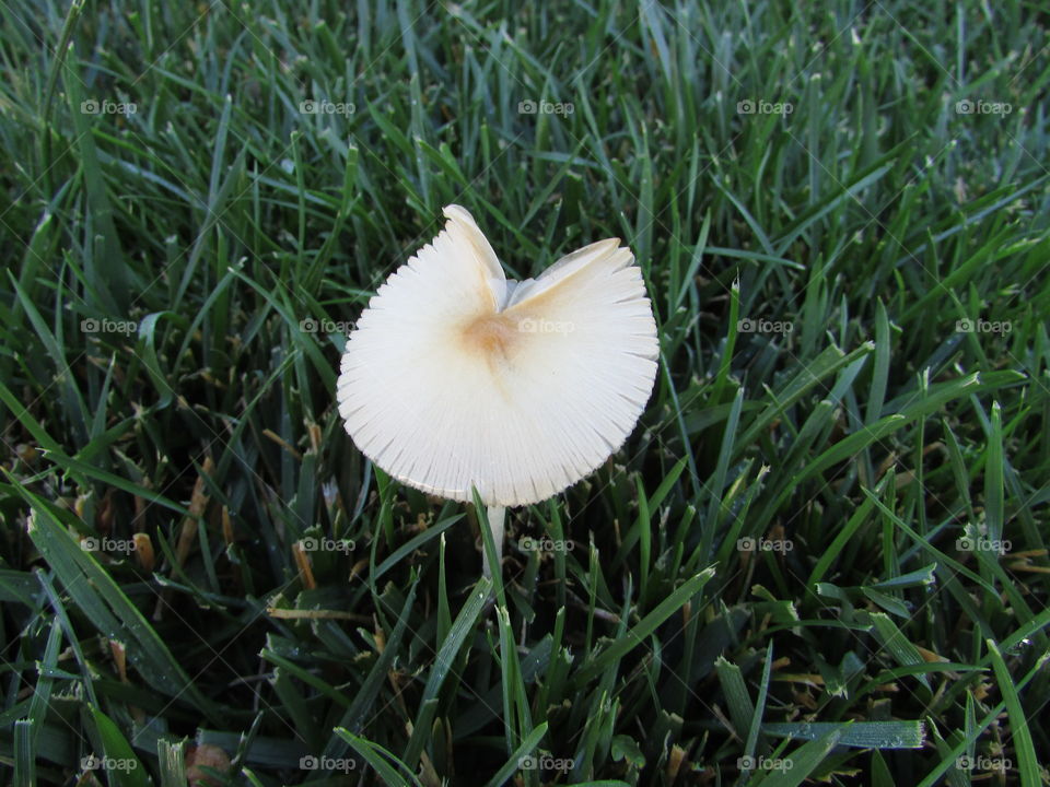 Wild mushroom. I took this picture while policing the grounds at my apartment complex that I work at