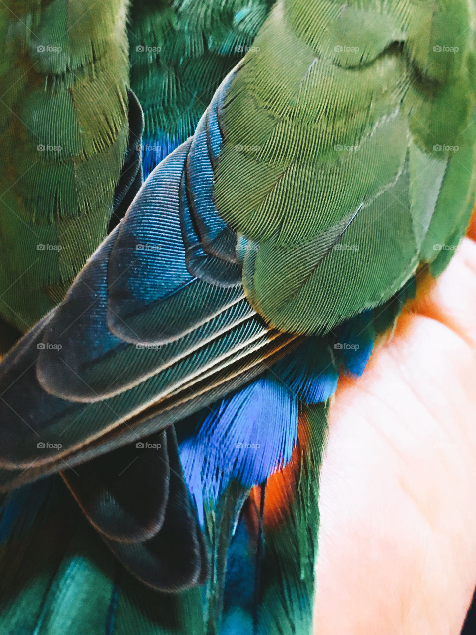 Agaporni feathers multi colored