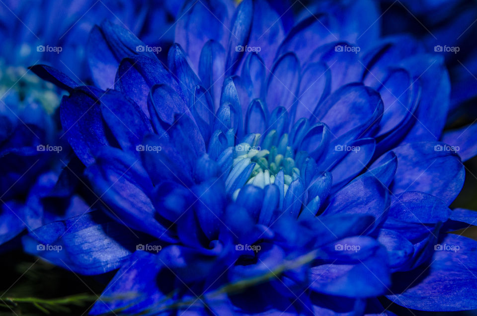 blue chrysantemum