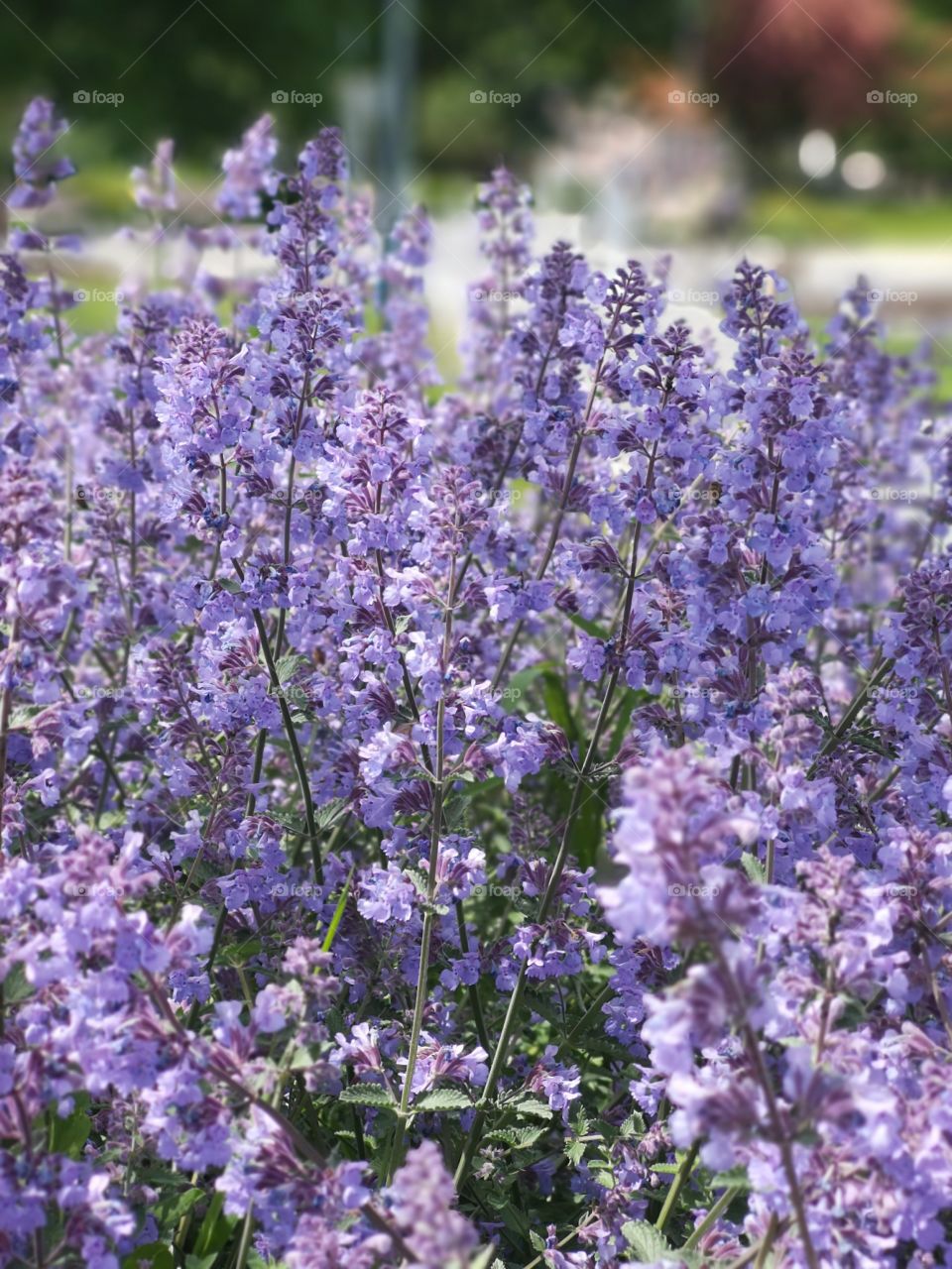 Purple flowers in sunny day