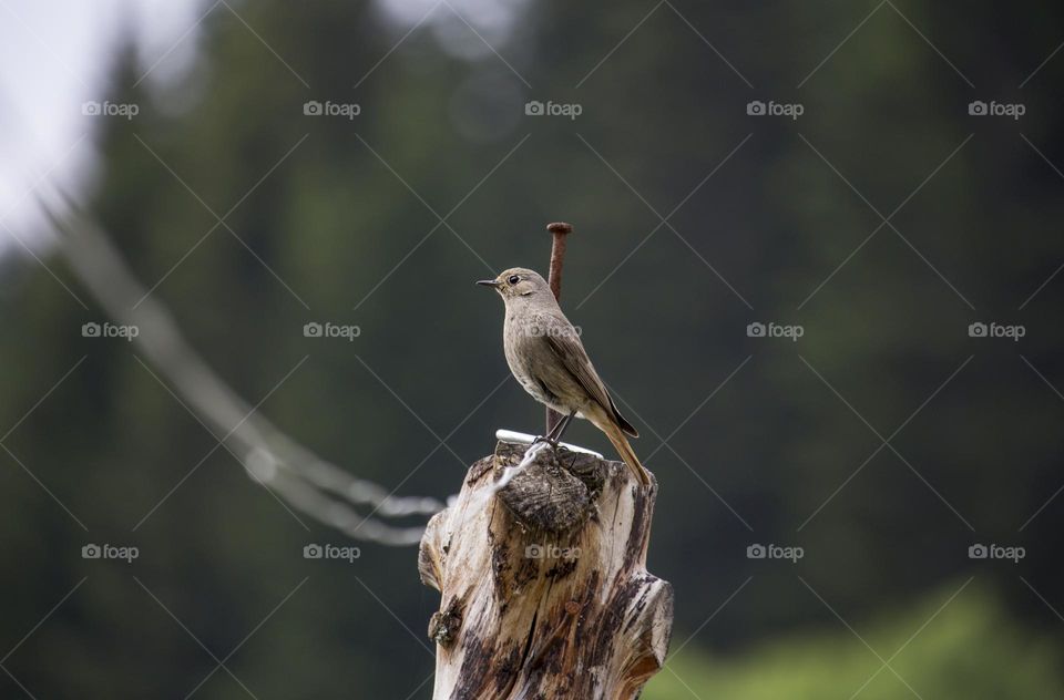 Bird on wood