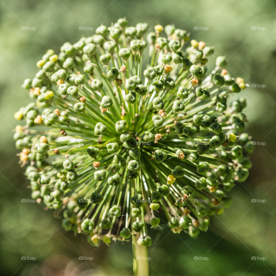 Buds of garlic flower