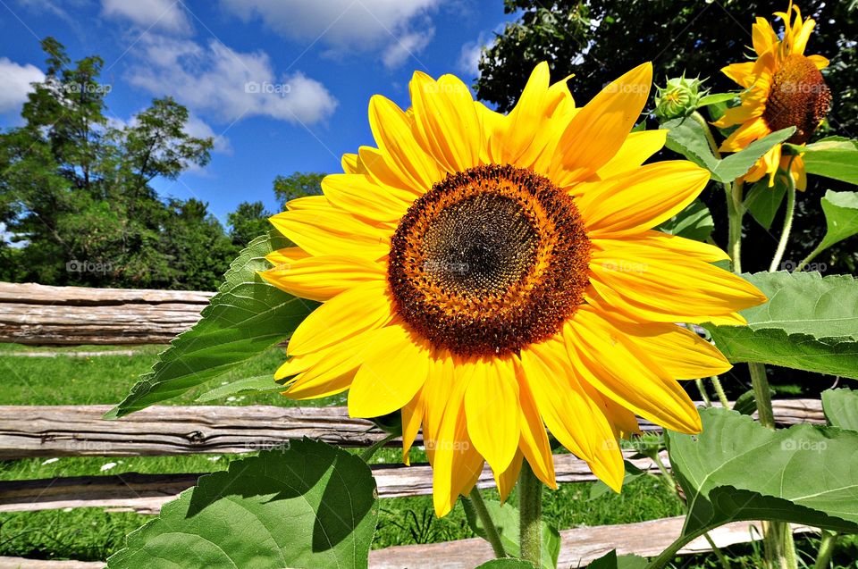Beautiful Sun Flower