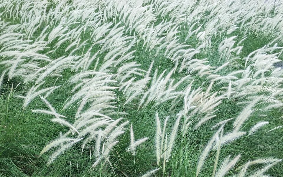 Beautiful Grasses field