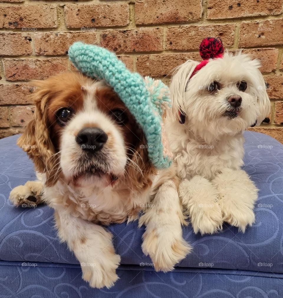 cute cavoodle and maltese shitzu dogs