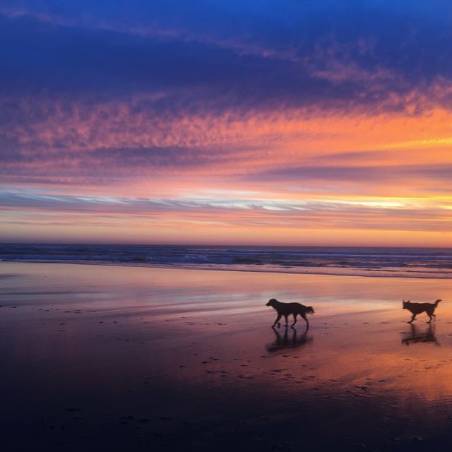 Summer nights, sunsets and dogs! 🙃