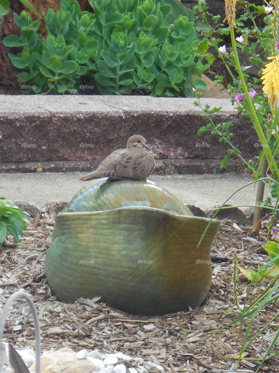 Dove sitting on seashell pot in garden