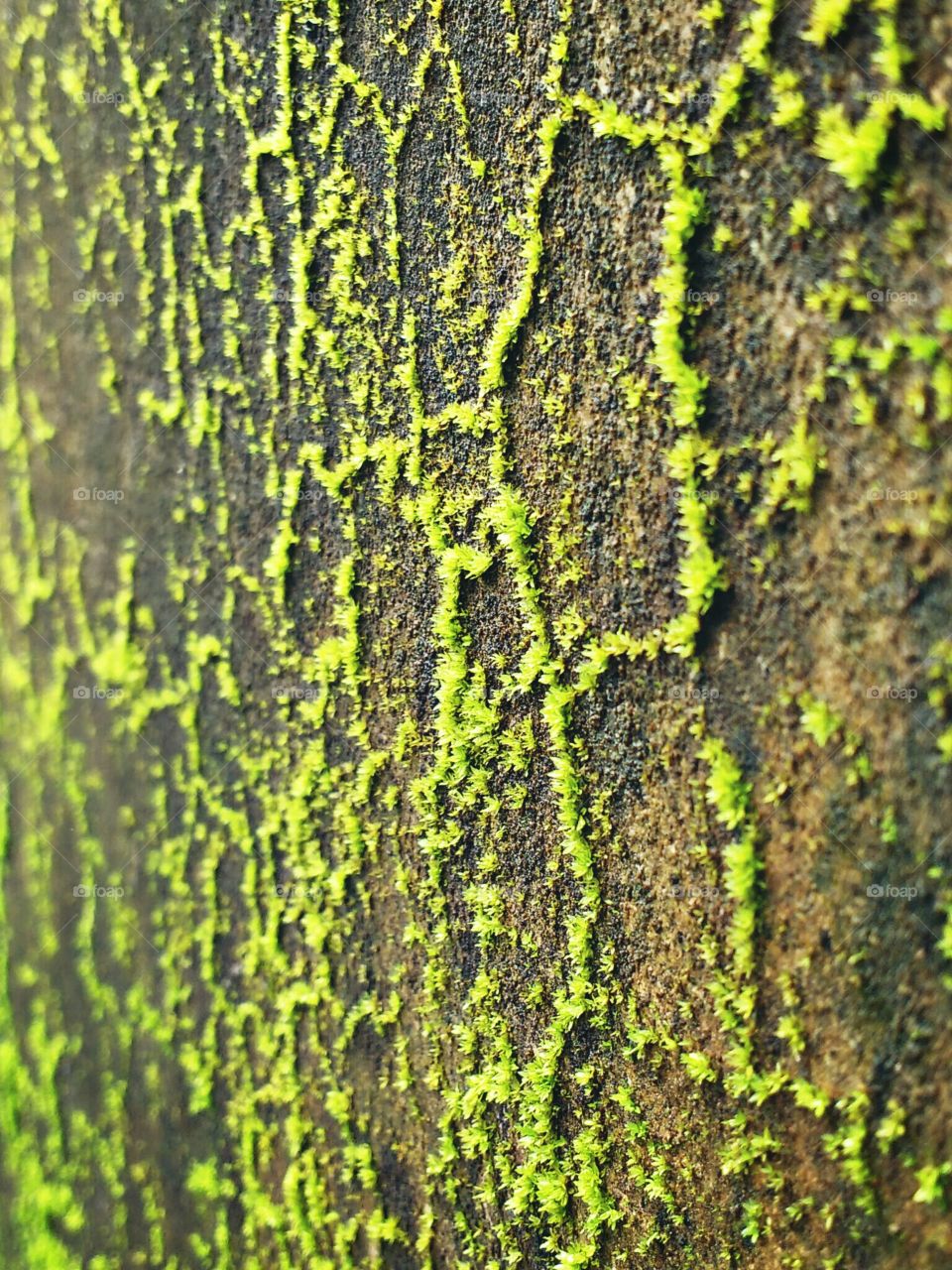 Wall