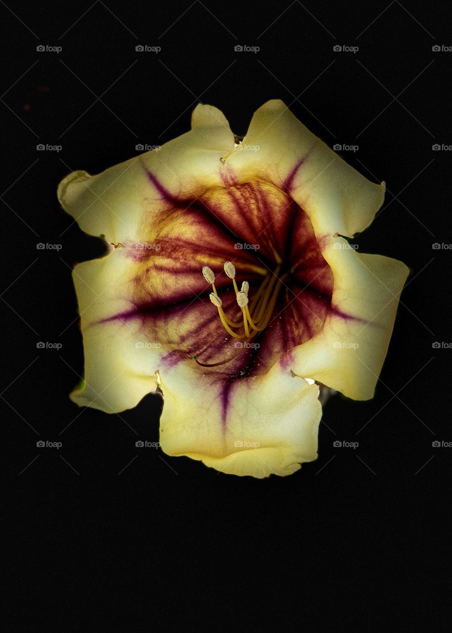 Incredible and Amazing Golden Cup Magnificent Flower wit Black Background 