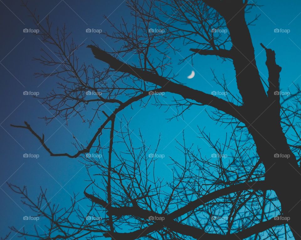 Cool silhouette picture of the night with the moon through the tree.