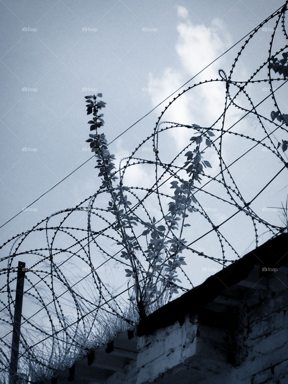 A tree bush that grew on the wall between the barbed metal wire