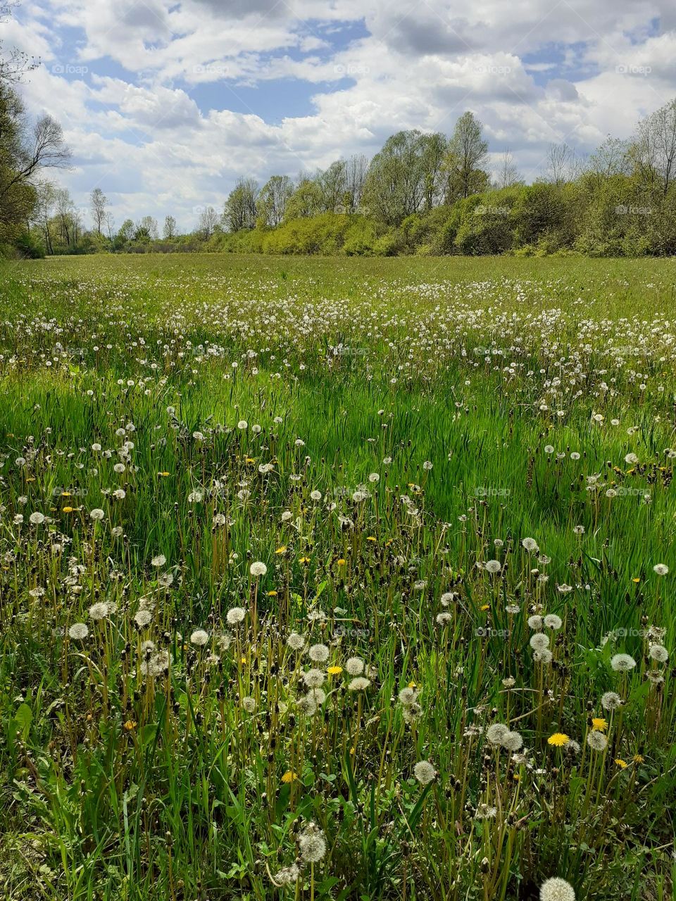 meadow