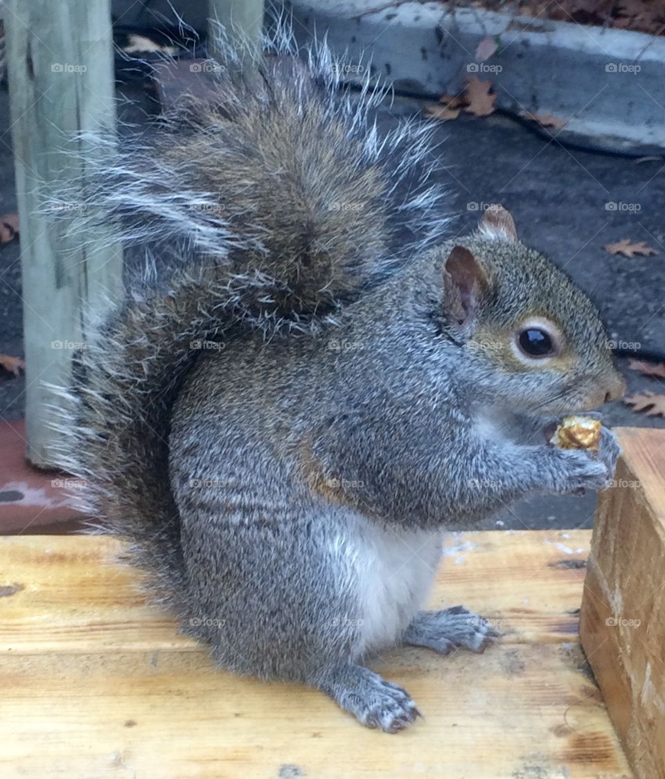 Squirrel enjoying a snack 