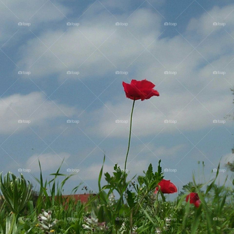 Beautiful red flowers in the garden