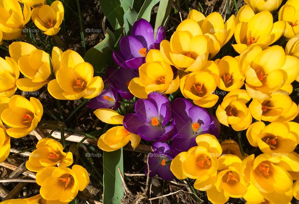 High angle view of crocus flowers