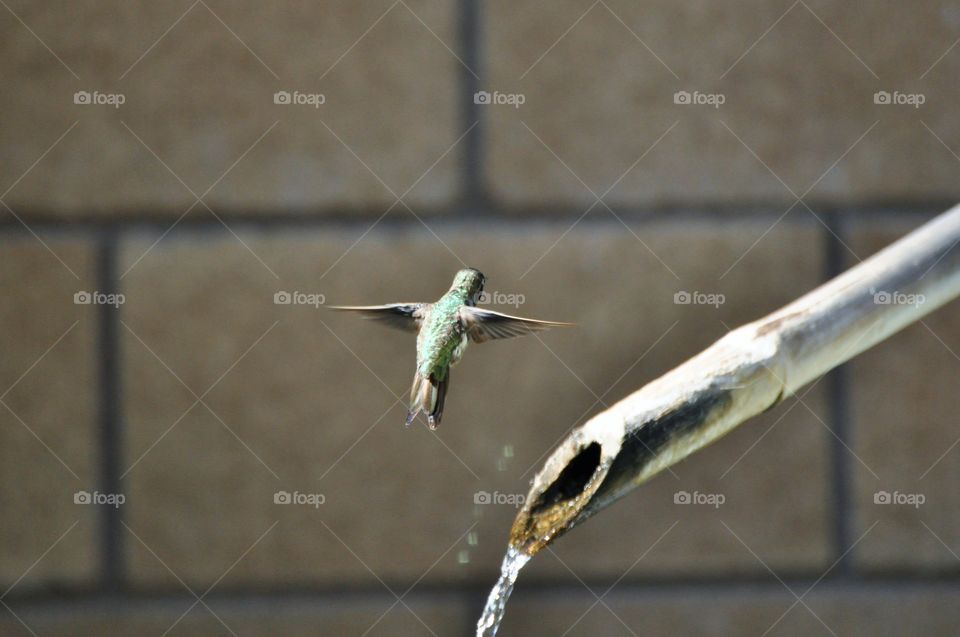 Flying hummingbird