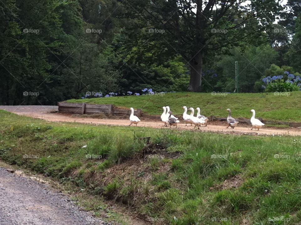 Ducks walking down road