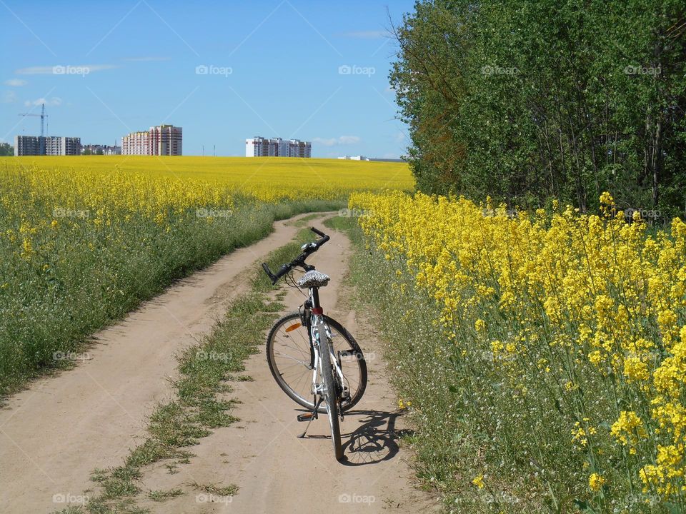 bike on a rural road rapeseed field nature landscape