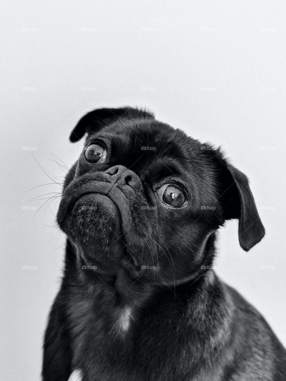 A cute black pug hanging around waiting for the next delicious meal.