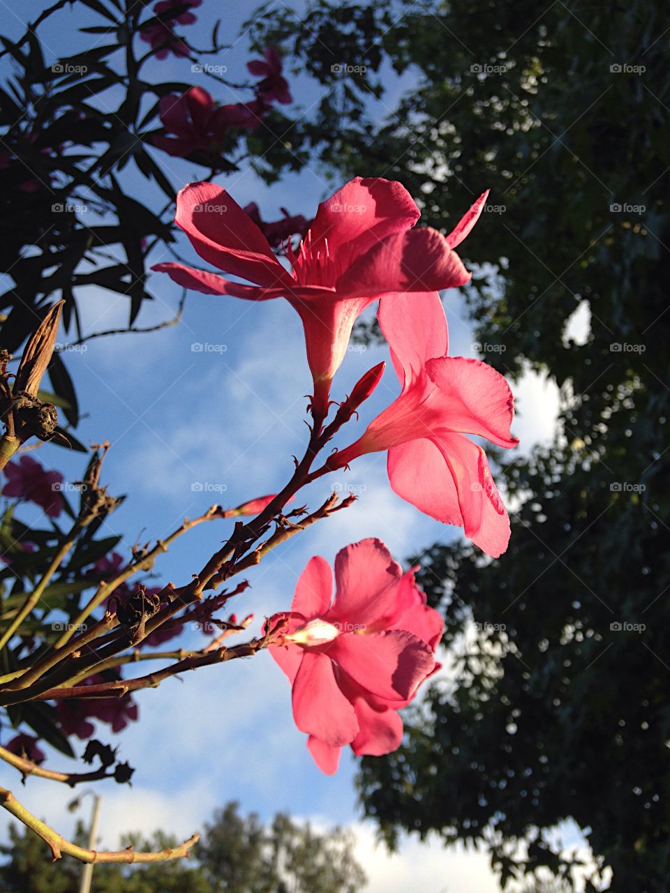 Pretty in Pink!