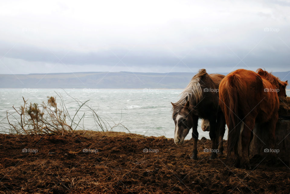 Wild horses on the coast
