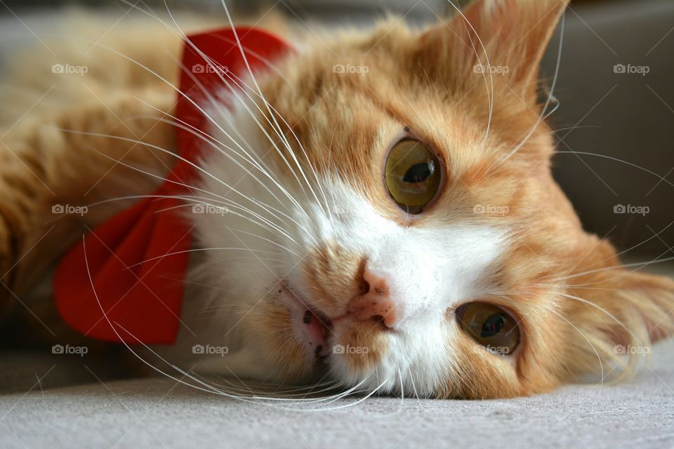 Cat with bow tie lying down