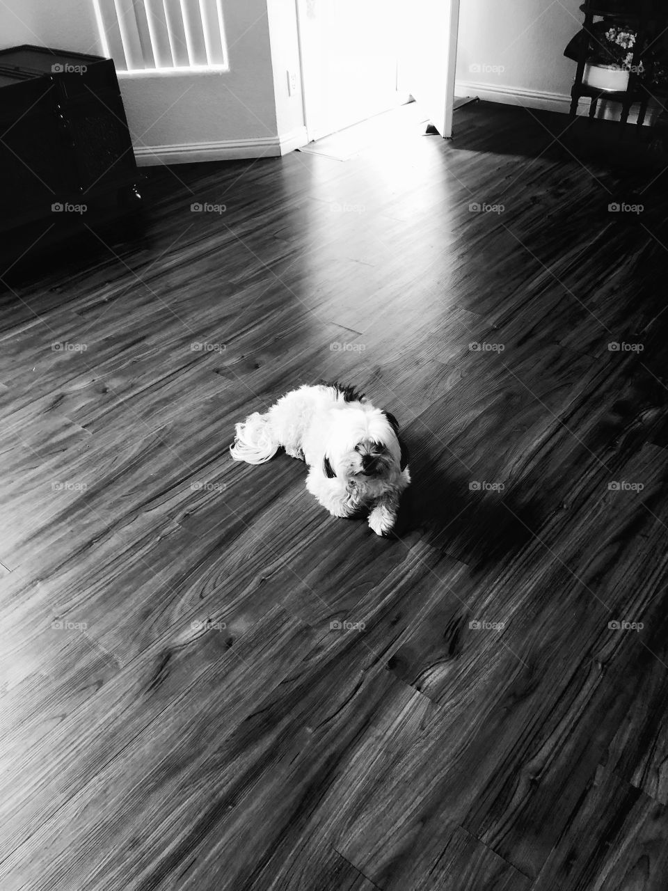 Oreo resting on living room floor.