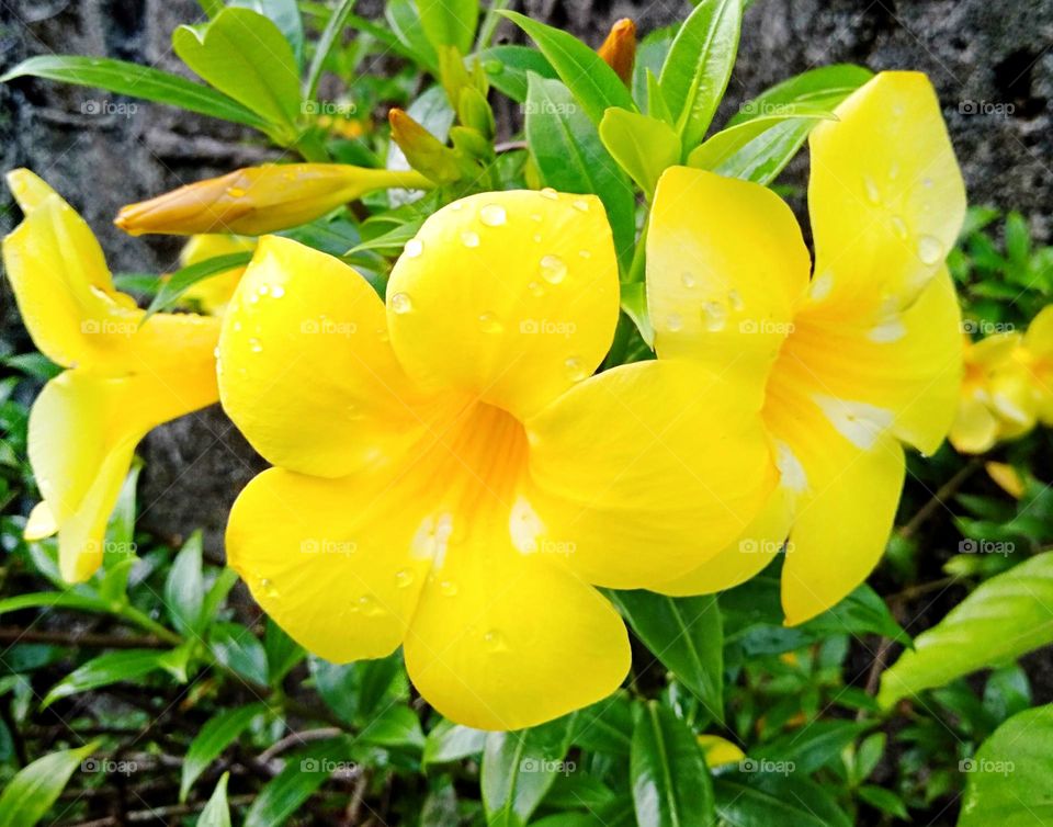 Stunning vibrant blooming yellow bells also known as golden trumpet (tecoma stans) flowers.