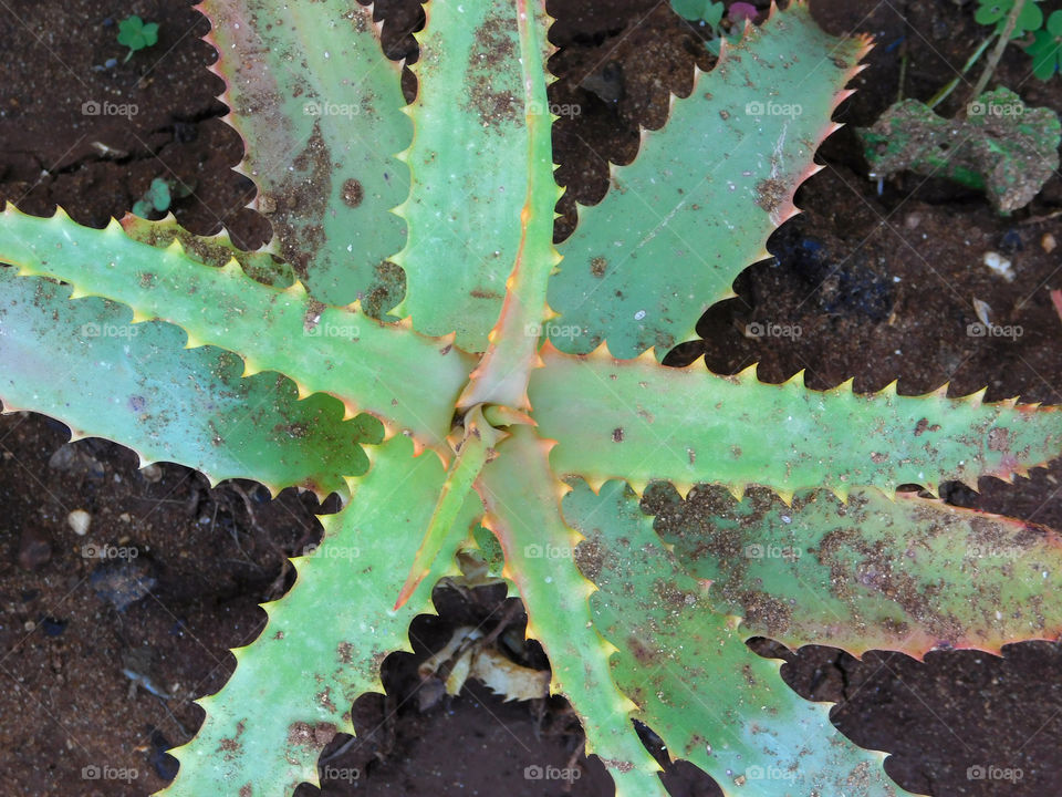 thorny plant