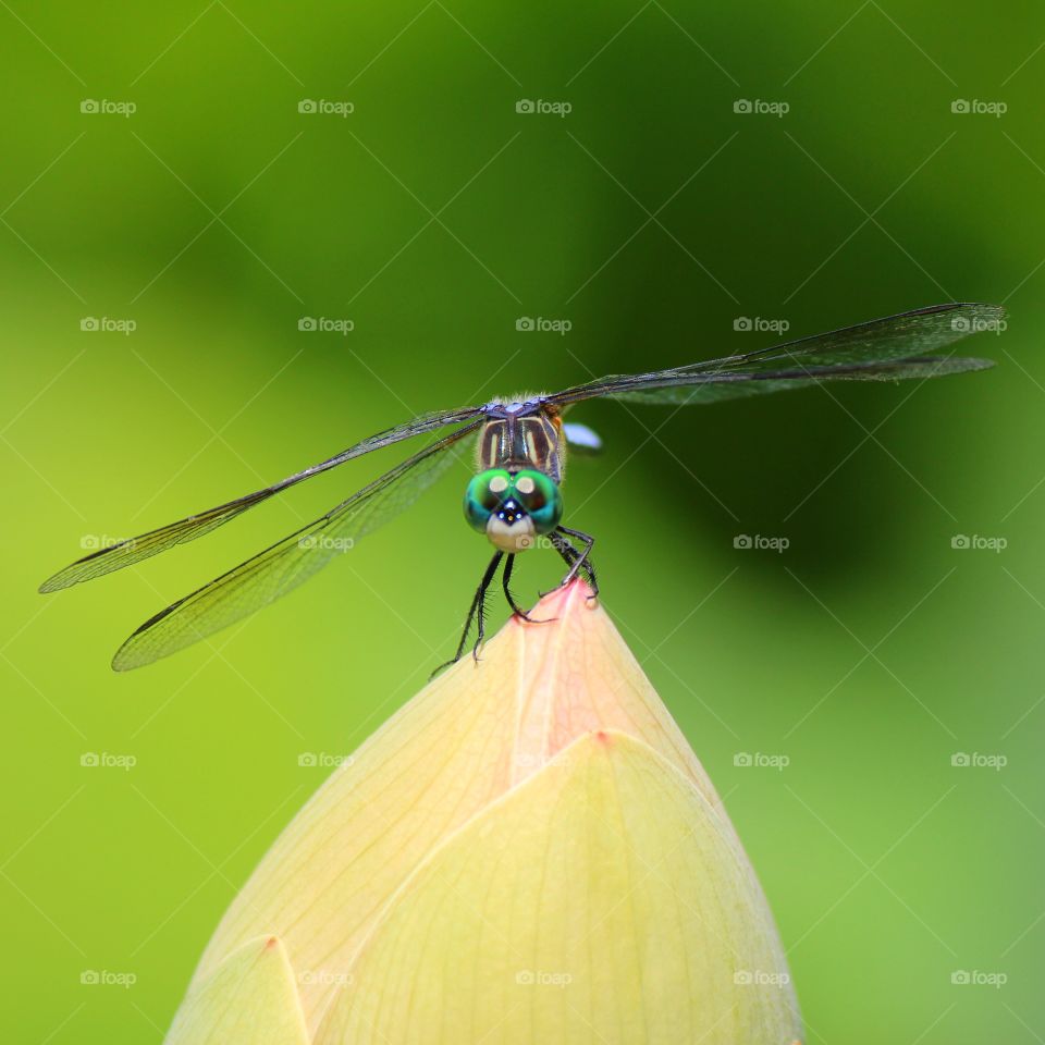 A dragonfly protecting it flower 