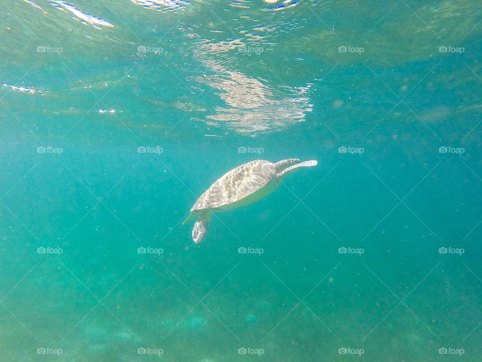 Turtle in the Tobago Cays