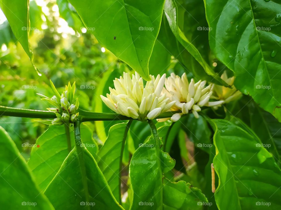 the appearance of beautiful flowers from the coffee tree, these flowers will fall when the hot weather comes