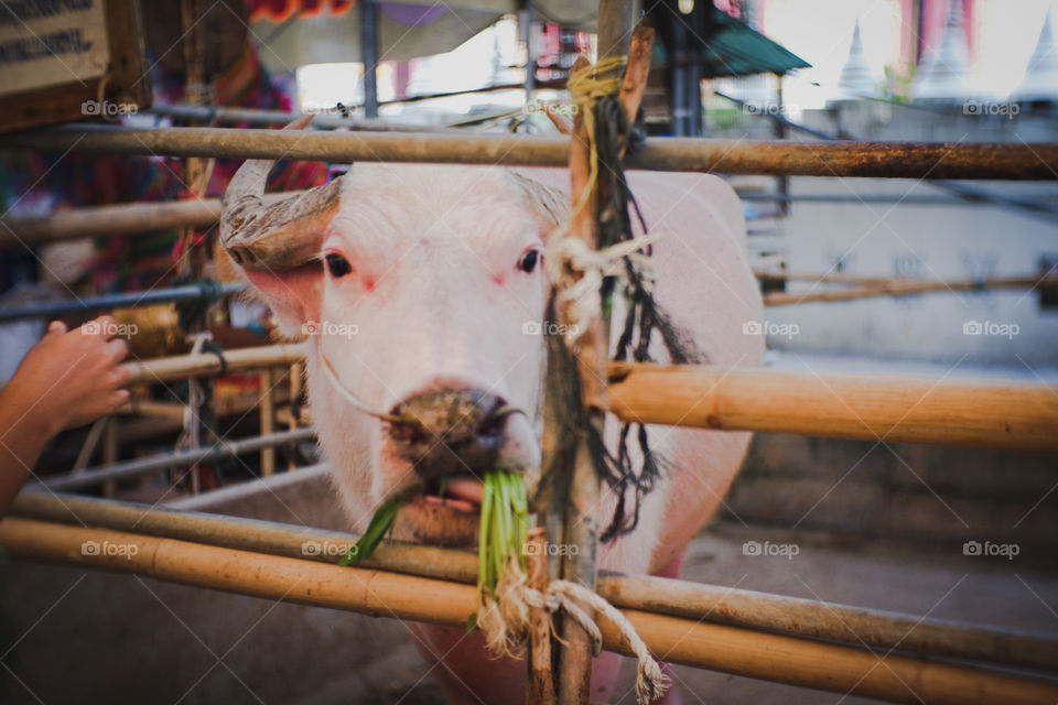 Pinky Buffalo in Thailand