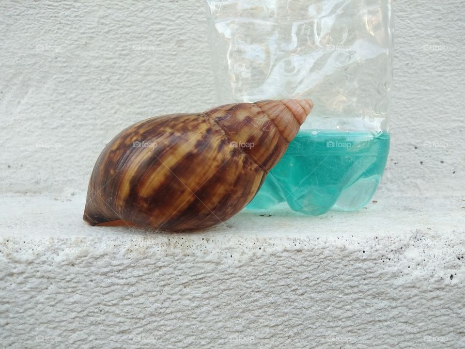 Empty snail shells with hand soap