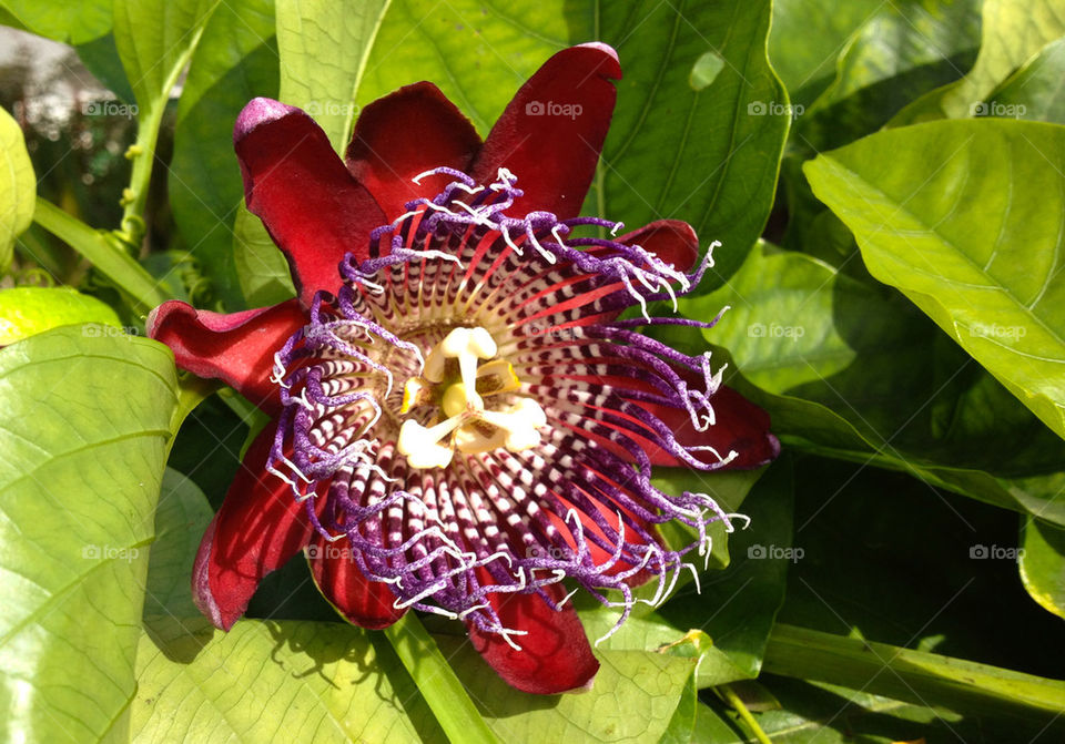 Passion Flower.