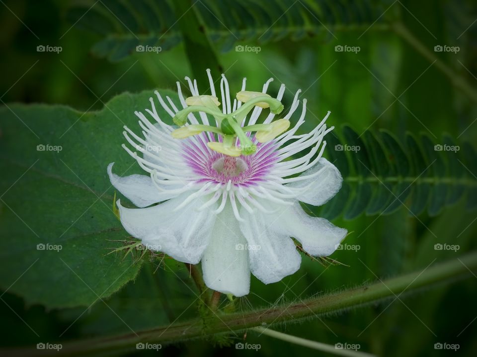 Grass flower 