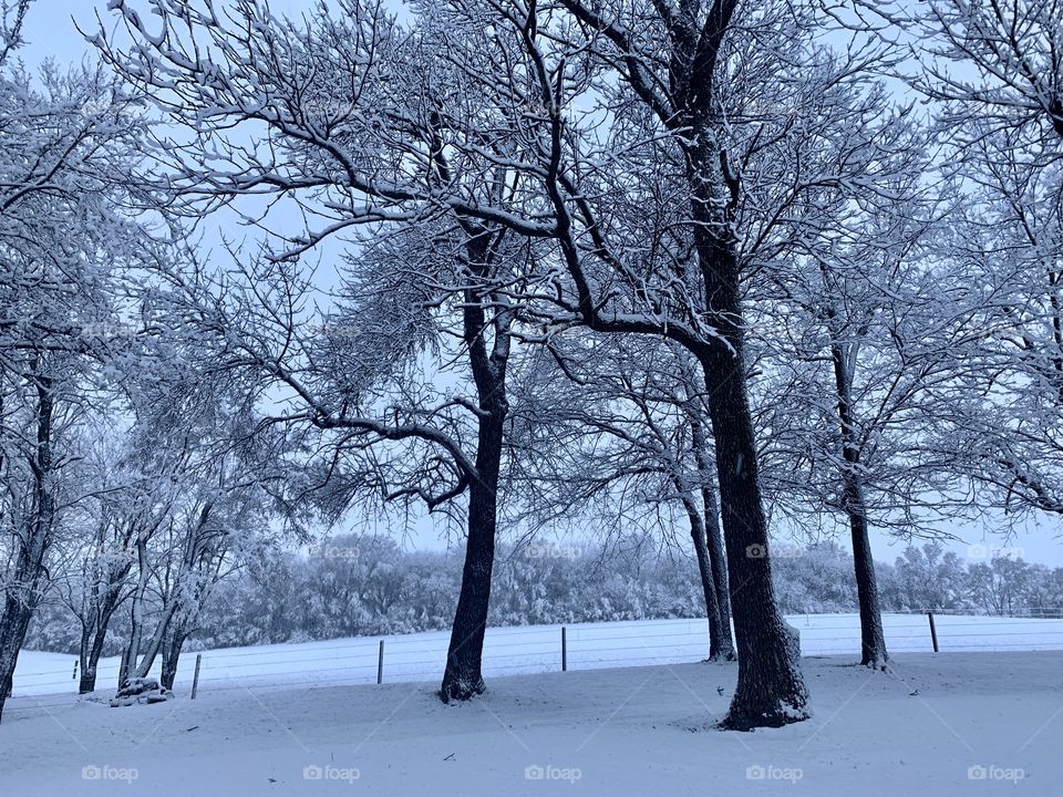 Large trees with snow-covered branches in a rural setting under a cloudy sky with open pastureland beyond