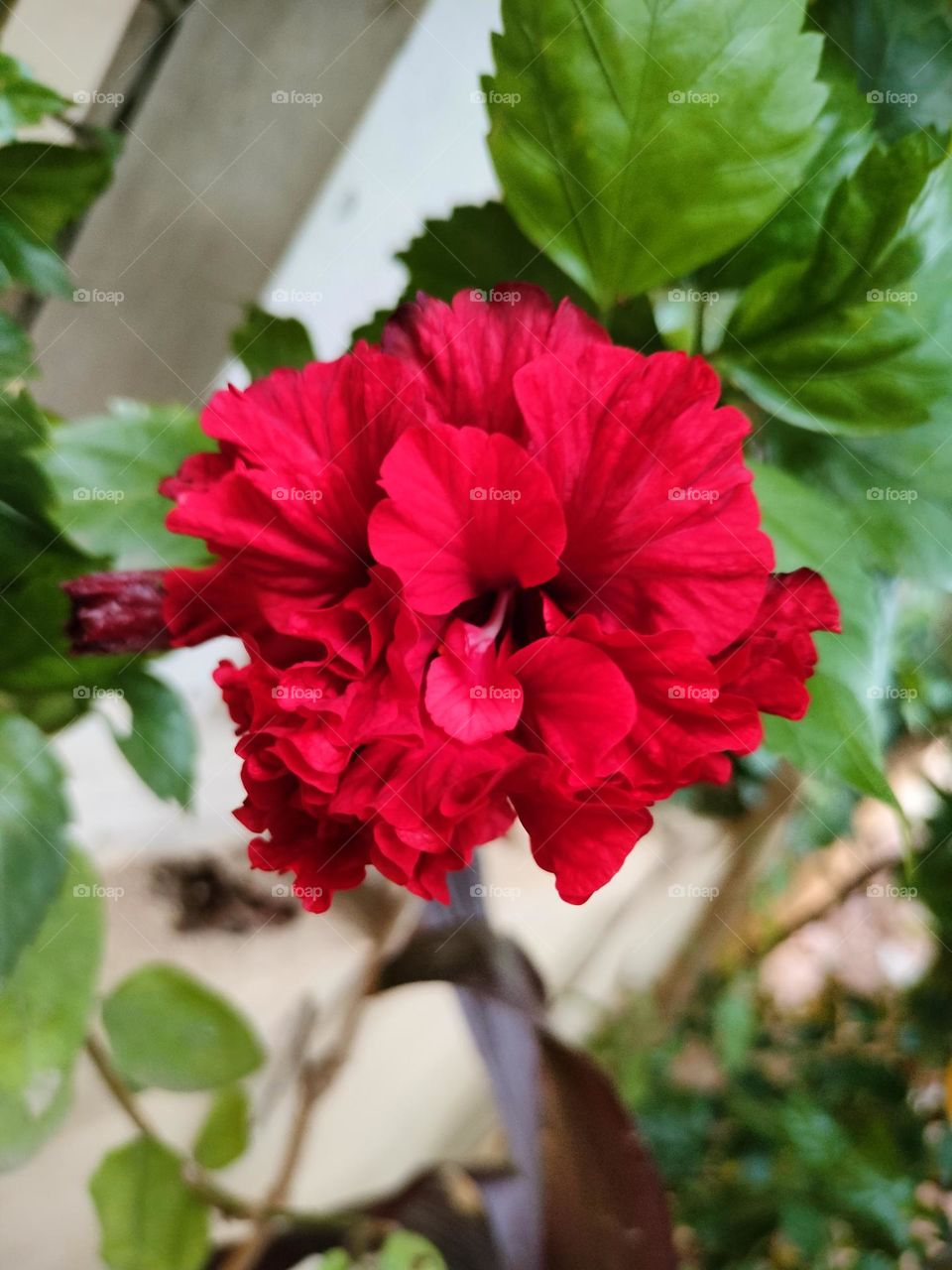 Awesome Click On Dasaval