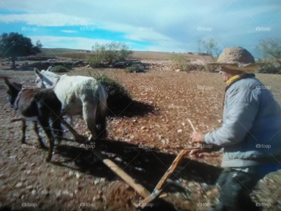 a farmer plough the ground using two animals.