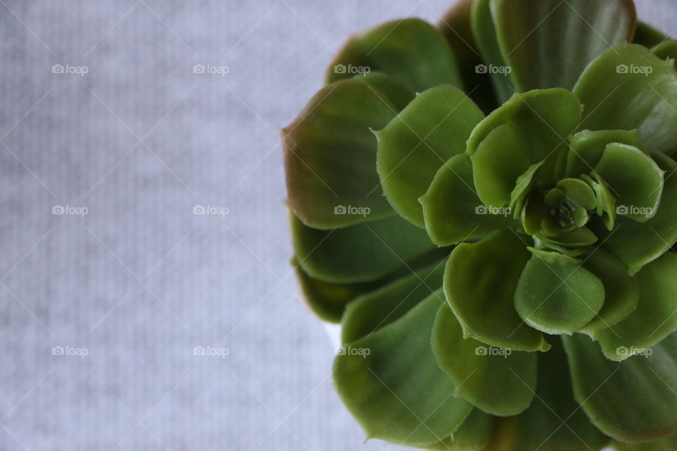 Close-up of succulent plant