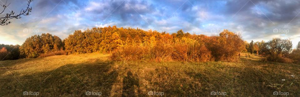 Trees in autumn