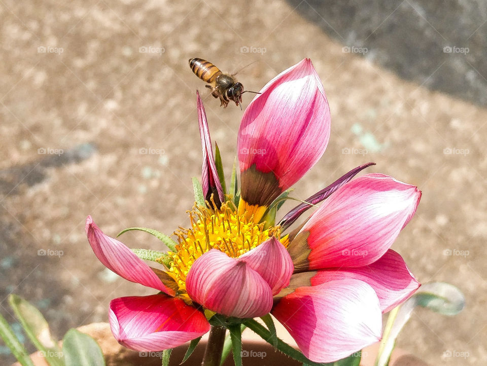 Bee flying over a flower