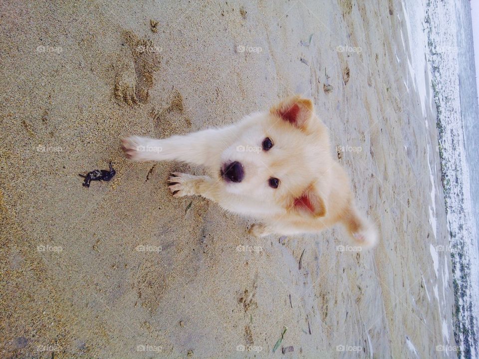 Beach time for puppy. A puppy plays at the beach