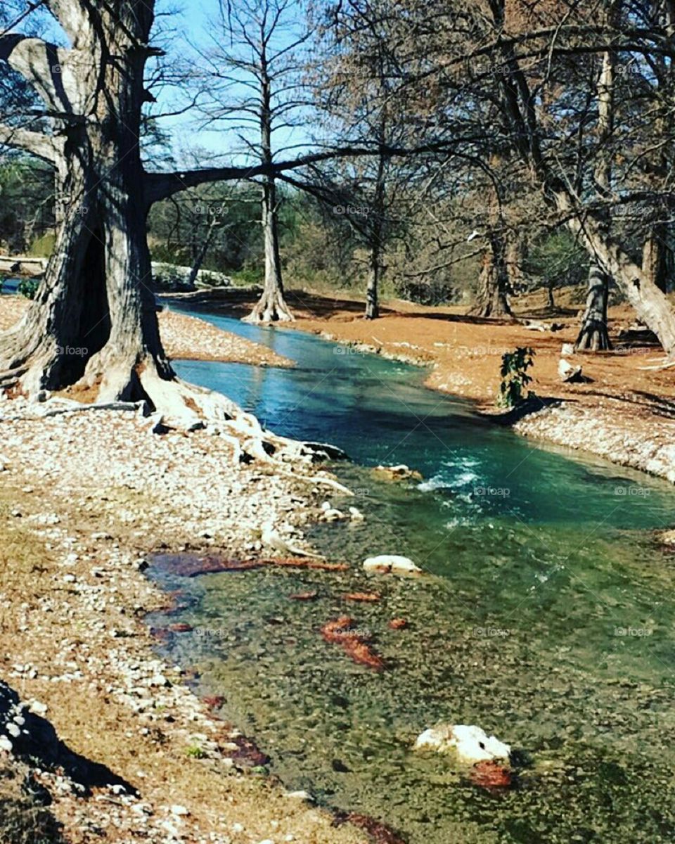 creek and trees