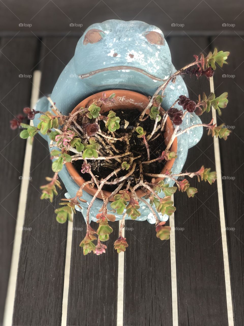 Rustic Frog pot with plant