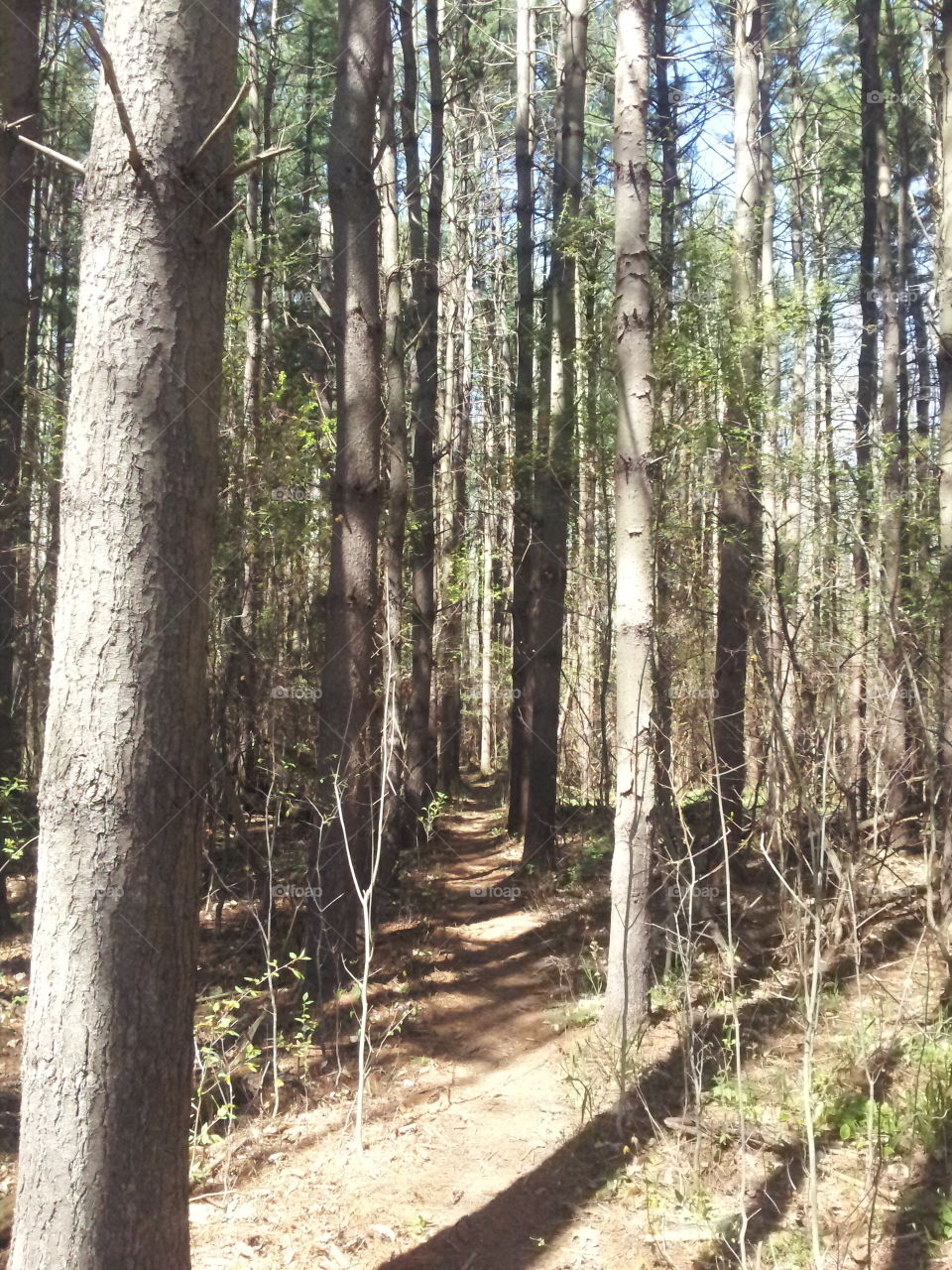 woods path. path throw the woods